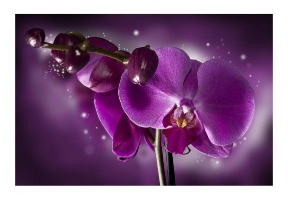 Fototapeta - Baśń i orchidea