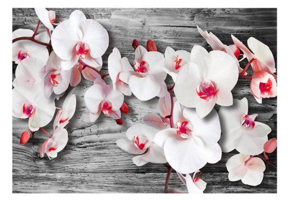 Fototapeta - Oziębłe orchidee