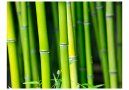 Fototapeta - Bambus