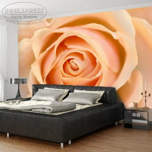 Fototapeta - Peach-colored rose