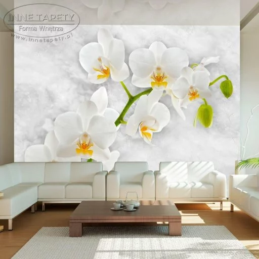 Fototapeta - Liryczna orchidea - biel